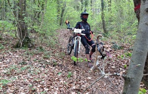 CANI CROSS et BIKE-JORING 1 MAI 2015
