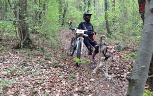 CANI CROSS et BIKE-JORING     1 MAI 2015