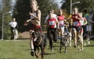 MILLY et ses beaucerons, une rivale de Manue 