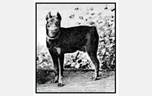 Dobermann