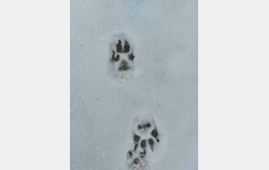 Empreinte de loup..dans la neige.