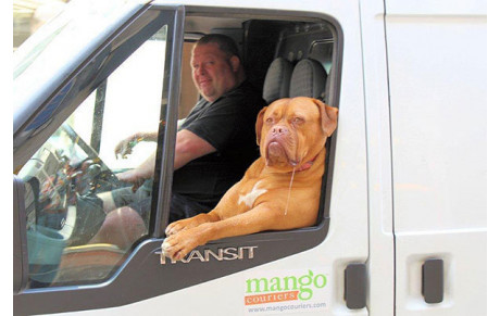 la loi et chien en voiture